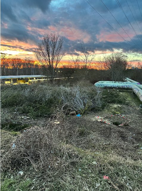 Baumfällungen an der Gehrenseestraße