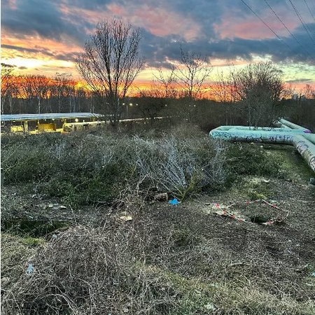 Baumfällungen an der Gehrenseestraße